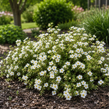 Potentilla fruticosa 'McKay's White'