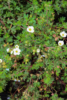 Potentilla fruticosa 'Abbotswood'
