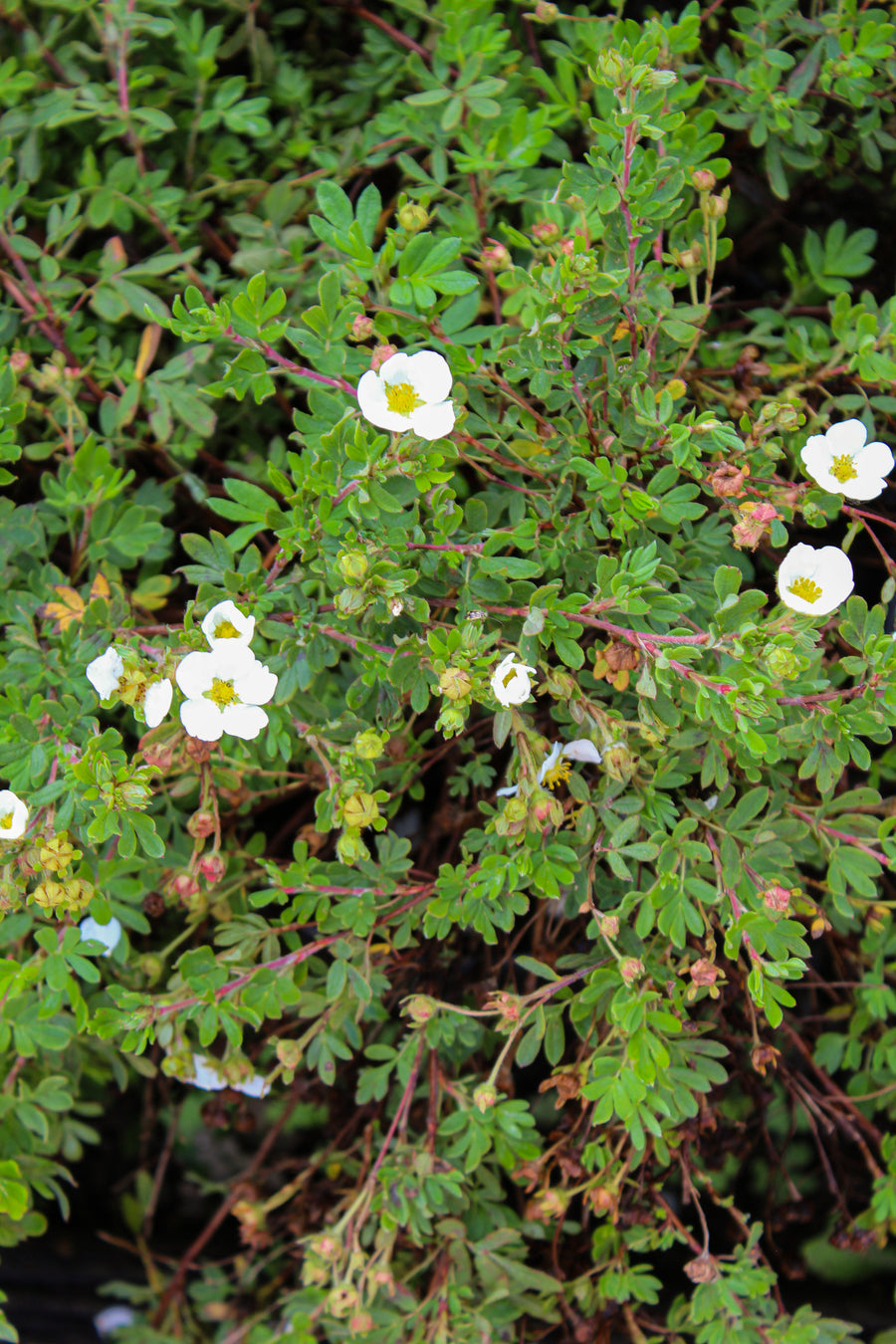 Potentilla fruticosa 'Abbotswood'