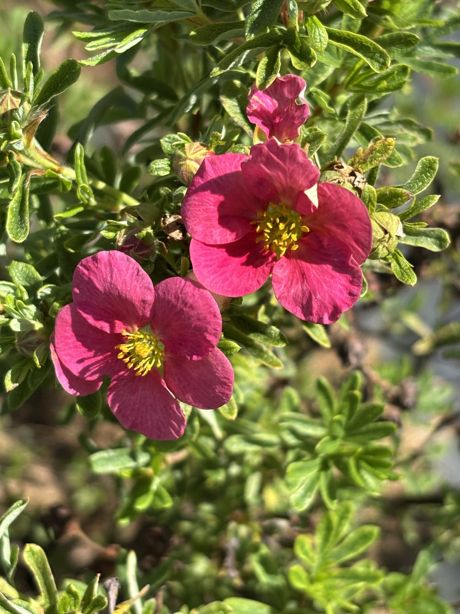 Potentilla fruticosa 'Bella Bellissima'