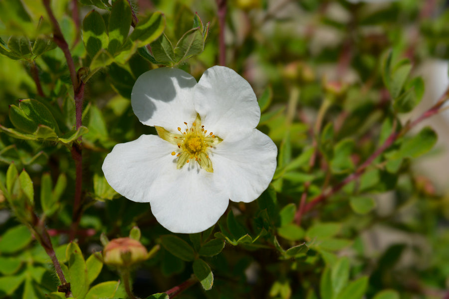 Potentilla fruticosa 'Bella Bianca'