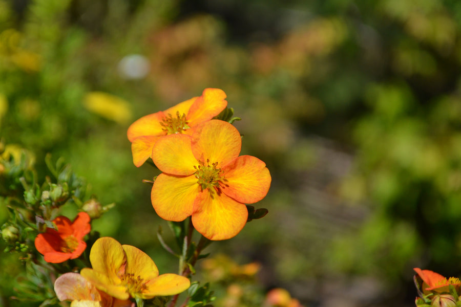 Potentilla fruticosa 'Bella Sol'