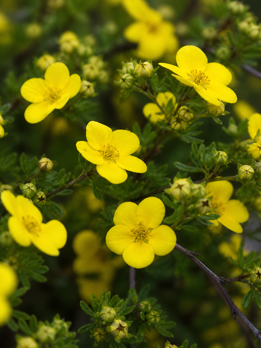 Potentilla fruticosa ‘Dakota Sunspot’ avec fleurs jaunes et feuillage vert.