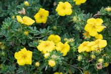 Potentilla fruticosa 'Goldstar'