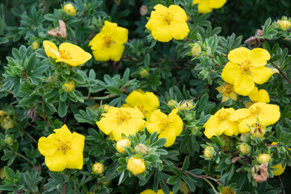 Potentilla fruticosa 'Goldstar'