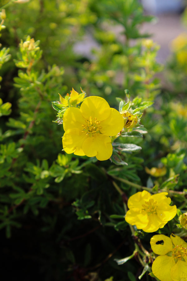 Potentilla fruticosa 'Goldfinger'