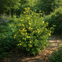 Potentilla fruticosa 'Goldfinger'