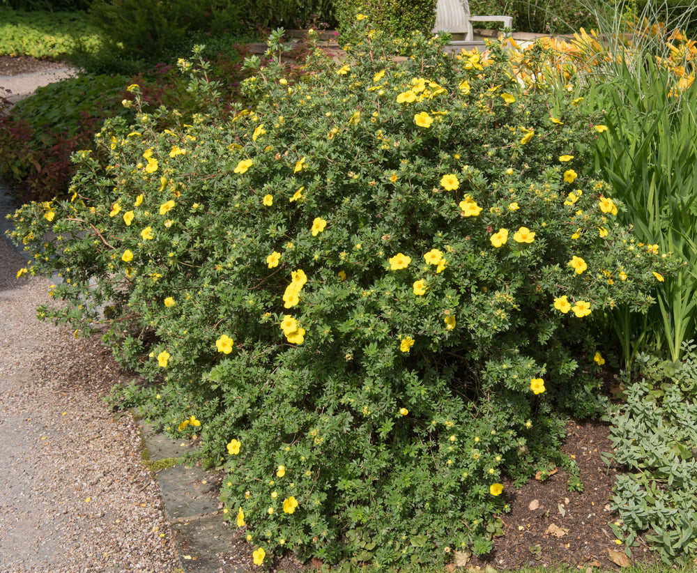 Potentilla fruticosa 'Goldstar'