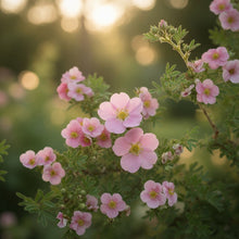 Potentilla fruticosa ‘Happy Face Pink Paradise’