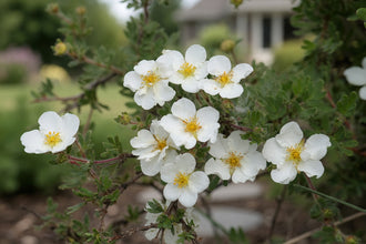 Plusieurs fleurs blanches à cinq pétales montrent des centres jaunes sur de fines branches ligneuses. De petites folioles vertes et des boutons arrondis fermés les entourent devant un jardin flou. Le cadrage réunit les contours, les couleurs et les textures visibles. Les zones claires contrastent avec les ombres plus profondes. Des formes voisines se superposent par endroits et permettent de suivre la composition du sujet représenté dans cette image.