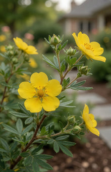 Potentilla fruticosa ‘Happy Face Yellow’