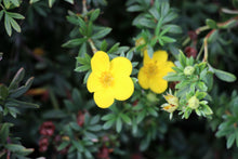 Potentilla fruticosa 'Jackmanii'