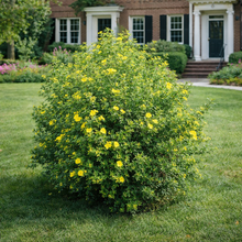 Potentilla fruticosa 'Jackmanii'