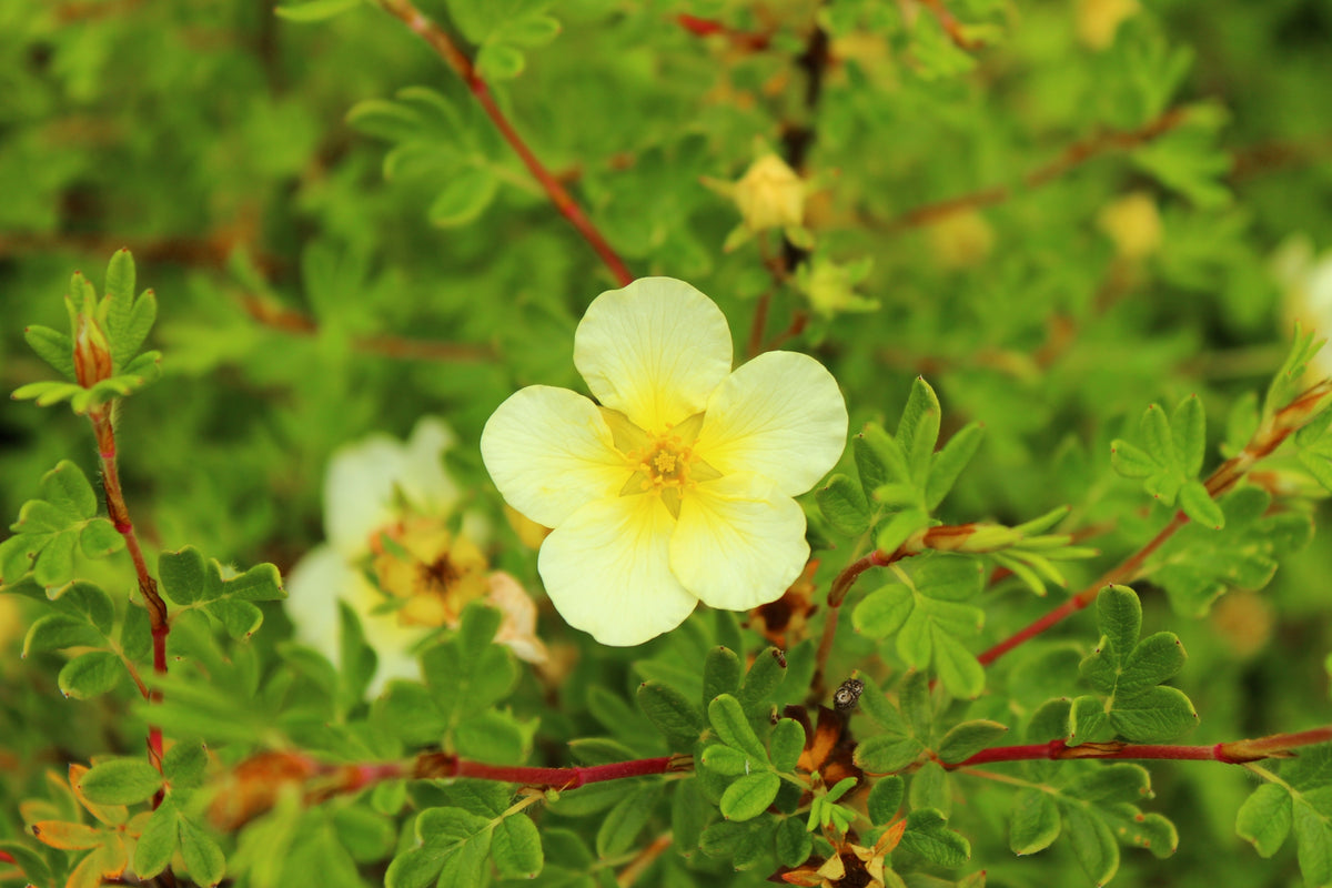 Potentilla fruticosa 'Limelight'