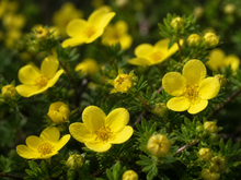 Potentilla fruticosa ‘Little Pot of Gold’ avec fleurs jaunes lumineuses.