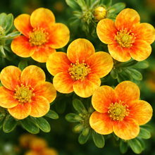 Potentilla fruticosa 'Mango Tango'