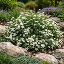 Potentilla fruticosa 'Mont Everest'