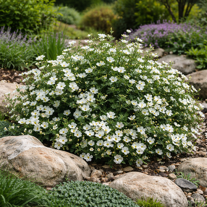 Potentilla fruticosa 'Mont Everest'