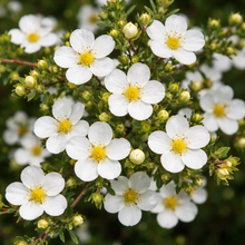 Potentilla fruticosa 'Mont Everest'