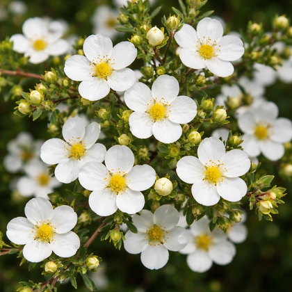 Potentilla fruticosa 'Mont Everest'