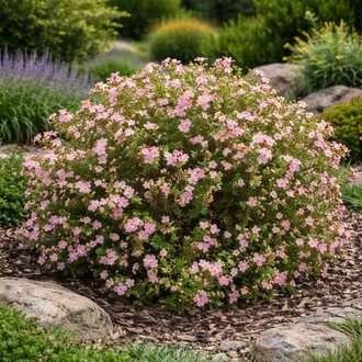 Potentille arbustive ‘Pink Beauty’ (Potentilla fruticosa)