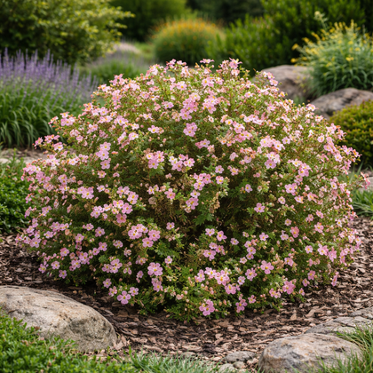 Potentilla fruticosa 'Pink Beauty'