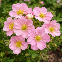 Potentilla fruticosa 'Pink Beauty'