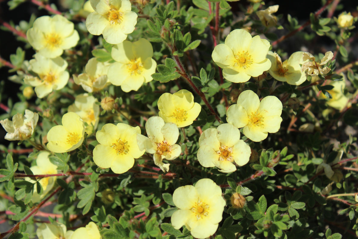 Potentilla fruticosa 'Primrose Beauty'