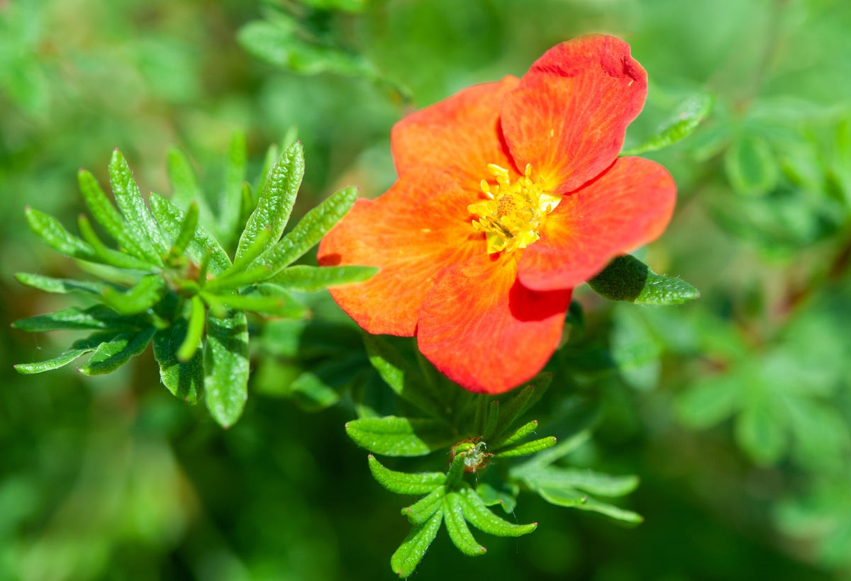 Potentilla fruticosa 'Red Joker'