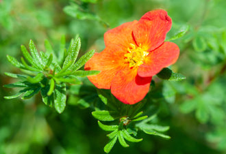 Potentille arbustive ‘Red Joker’ (Potentilla fruticosa)