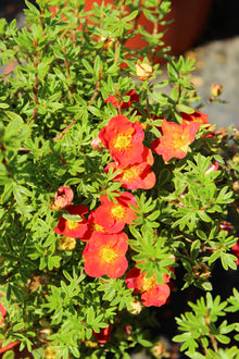 Potentilla fruticosa 'Red Robin'