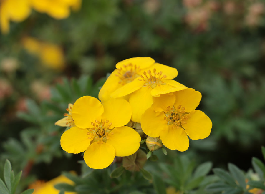 Potentilla fruticosa 'Yellow Gem'
