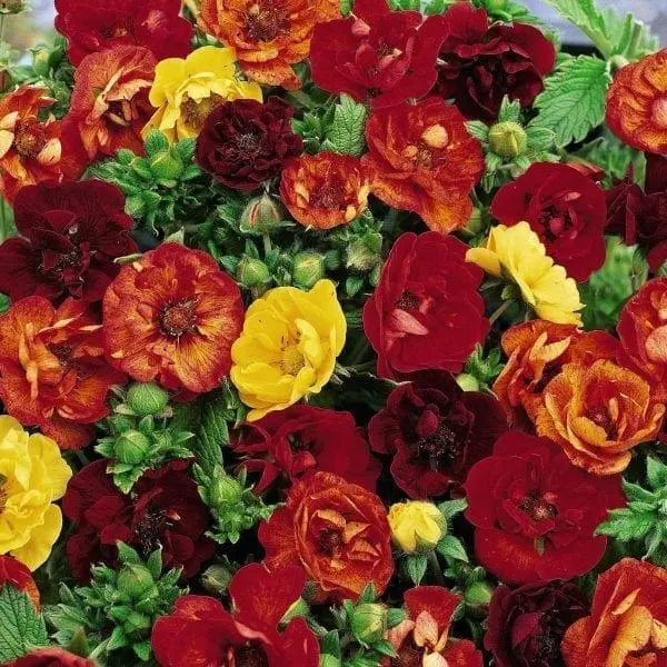 Cinquefoil Fireball Mix