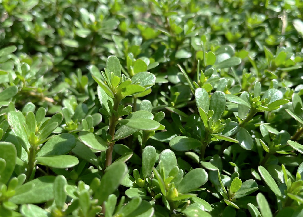 Edible purslane