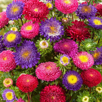Des fleurs rondes roses, rouges et violettes se regroupent au-dessus d’un feuillage vert. Certaines corolles montrent un centre jaune entouré de petits pétales serrés, tandis que d’autres restent presque entièrement remplies de pétales colorés. Des boutons verts bordés de clair apparaissent entre les fleurs. Les tiges se croisent dans les petits espaces visibles derrière cette masse fleurie.