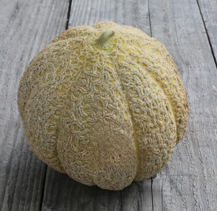 Organic 'Pride of Wisconsin' Cantaloupe