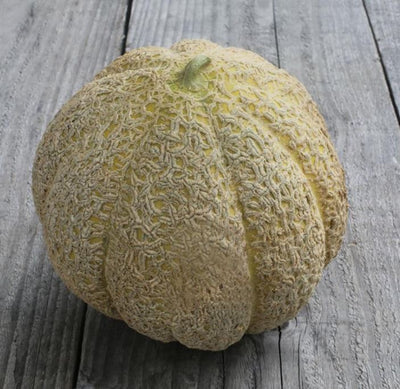 Melon musqué 'Pride of Wisconsin' bio