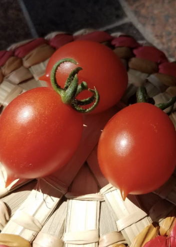 Tomate Principe Borghese – Gaia Organic Seeds