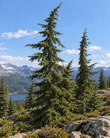 Pruche subalpine (<em>Tsuga mertensiana</em>)