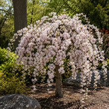 Prunus 'Snow Fountains'