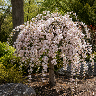 Prunus 'Snow Fountains'