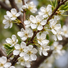 Prunus 'Toka'