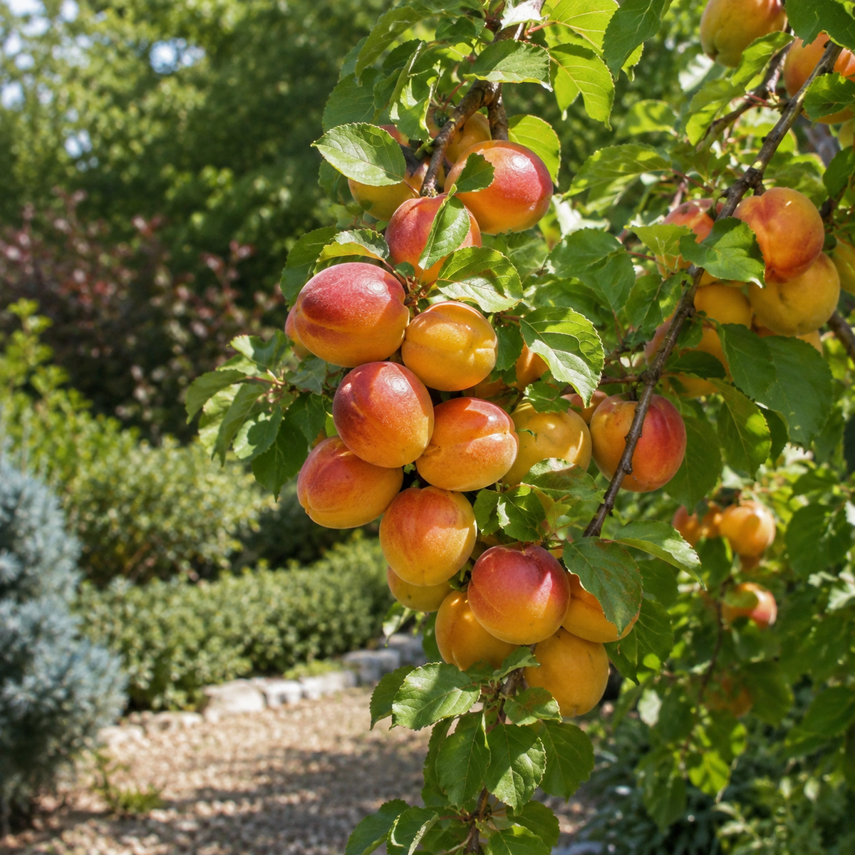 Prunus armeniaca 'Morden'
