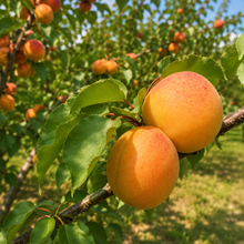 Prunus armeniaca 'Westcot'