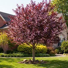 Prunus cerasifera 'Newport'