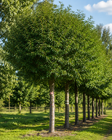 Prunus cerasus 'Cavalier'