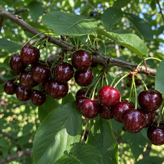 Des cerises luisantes bourgogne foncé se regroupent sur une branche brune horizontale, près d’une cerise rouge plus claire et de grandes feuilles vertes dentées. Les fruits pendent entre les feuilles vertes, avec des portions de branche visibles entre les groupes. Certains fruits font face à l’appareil, d’autres se chevauchent derrière. Leur surface au premier plan se détache sur un arrière-plan vert plus doux.