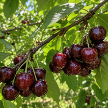 Prunus cerasus 'Skeena'