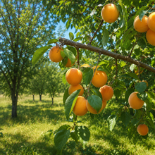 Prunus domestica 'Crescent'