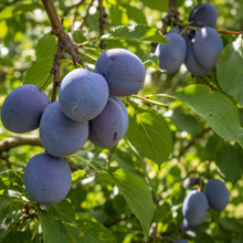 Prunus domestica 'Early Italian'